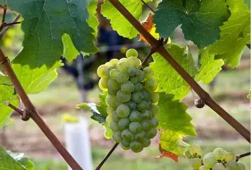 阿尔萨斯雷司令葡萄酒,雷司令葡萄酒