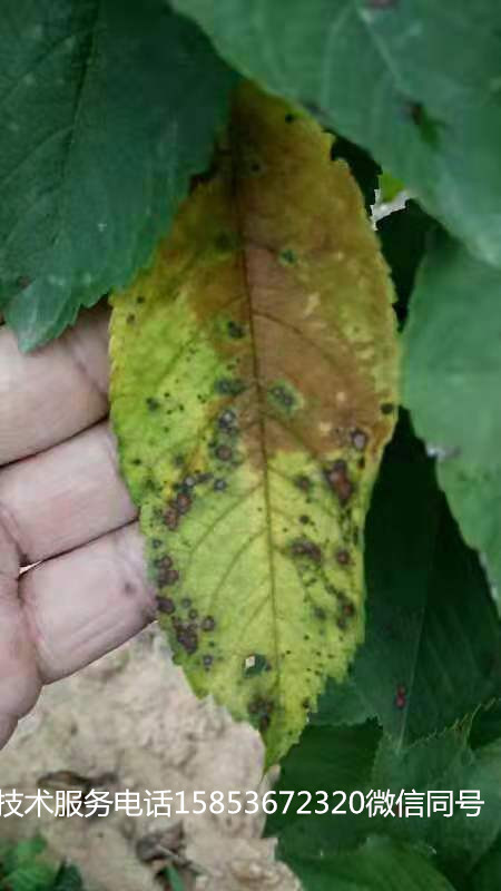 樱桃褐斑病怎么防治,综合管理预防樱桃褐斑病