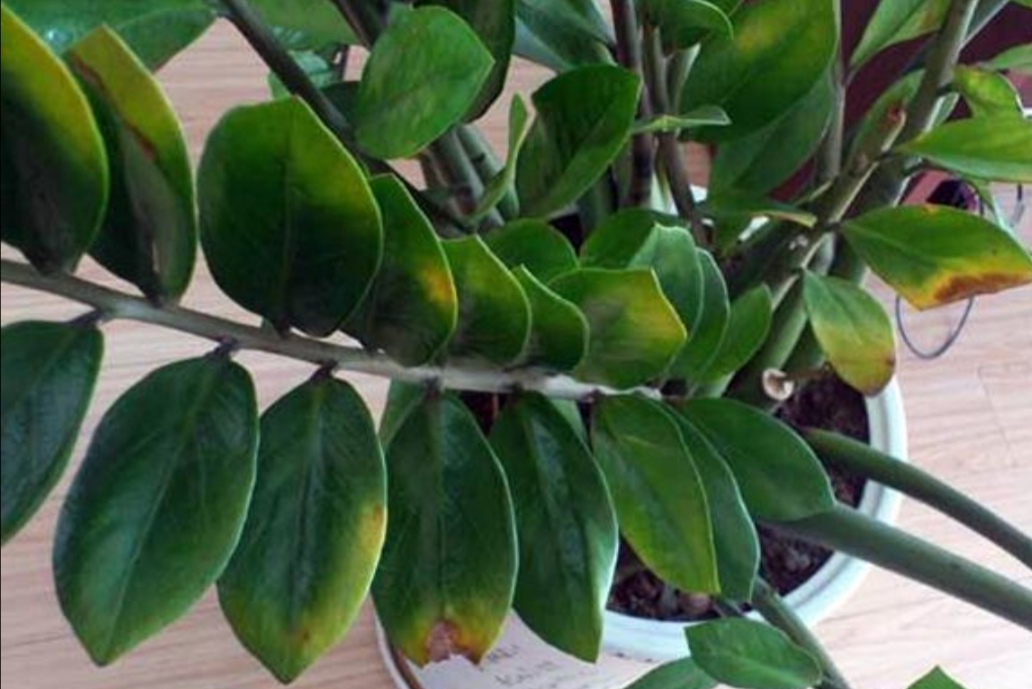 金钱树黄叶落叶是什么原因,金钱树有黄叶子是什么原因