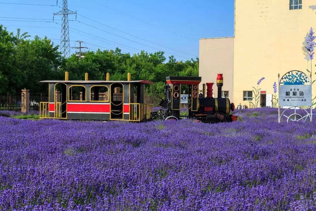 为什么普罗旺斯火爆,央视新闻普罗旺斯