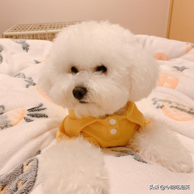 比熊犬美容一次大概多少钱,茶杯比熊犬几个月能美容