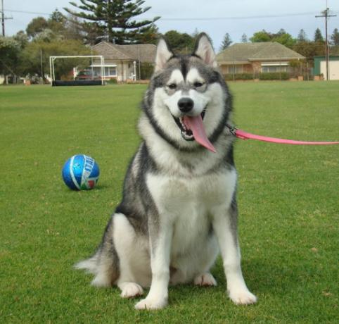 阿拉斯加还能这么养,阿拉斯加值不值得养