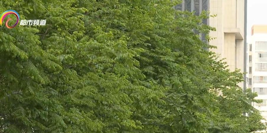 瘆人！红旗路行道树现虫患