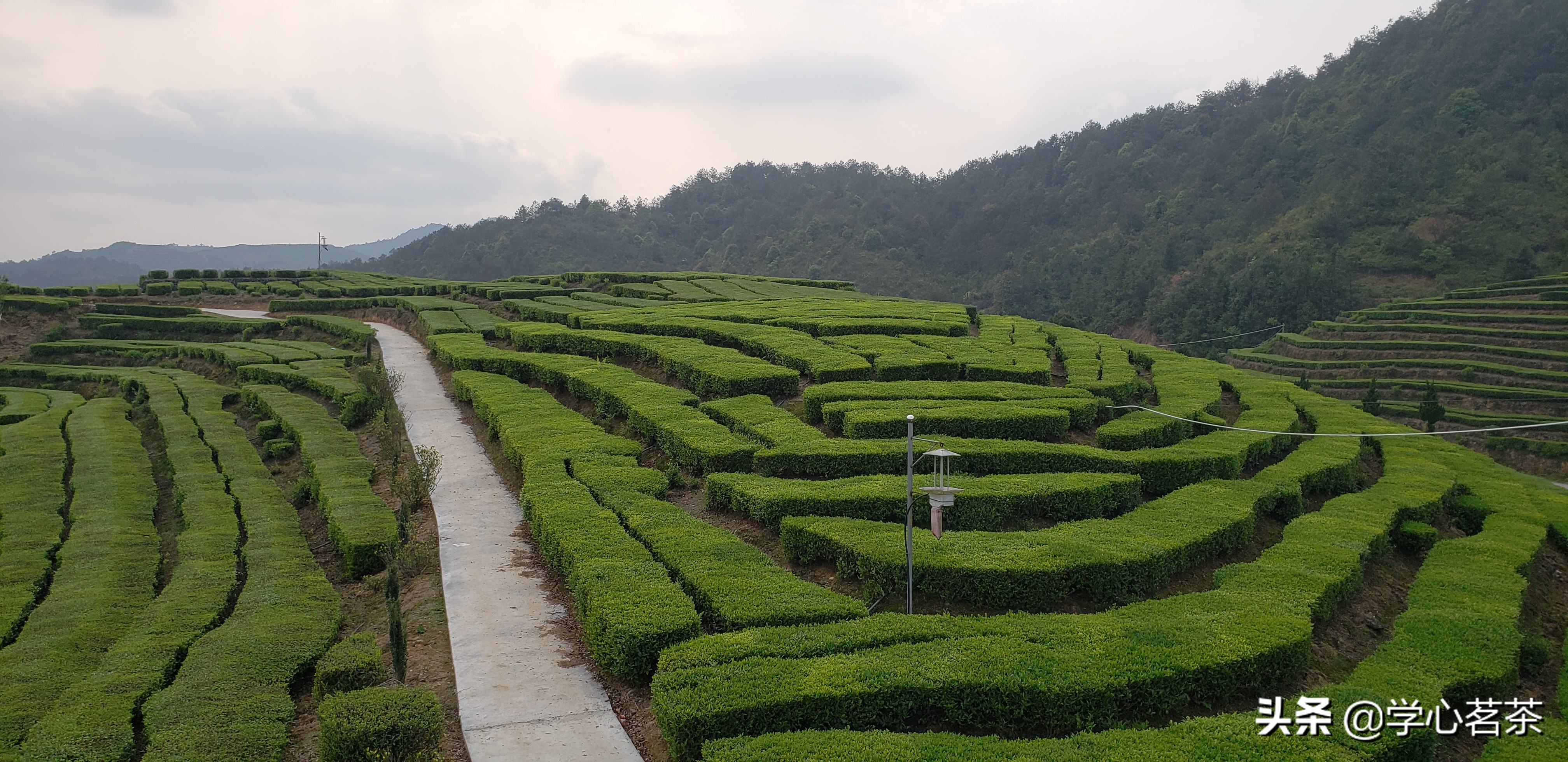 茶叶店到底有多暴利？