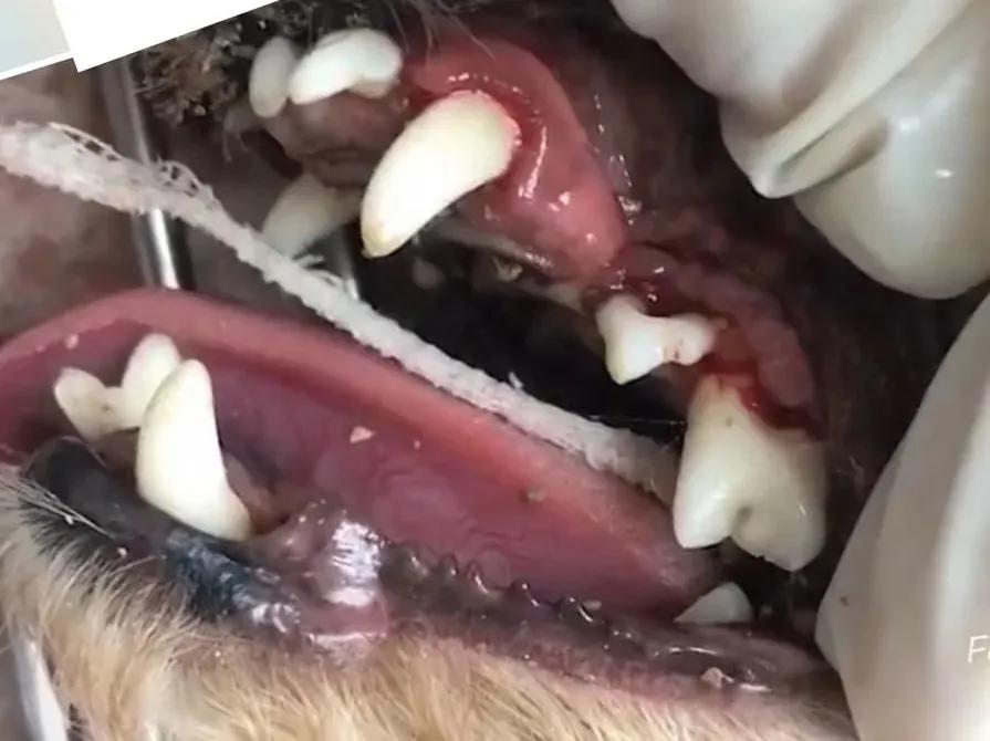 猫咪长蛀牙了需要拔掉吗,猫有蛀牙怎么处理最好