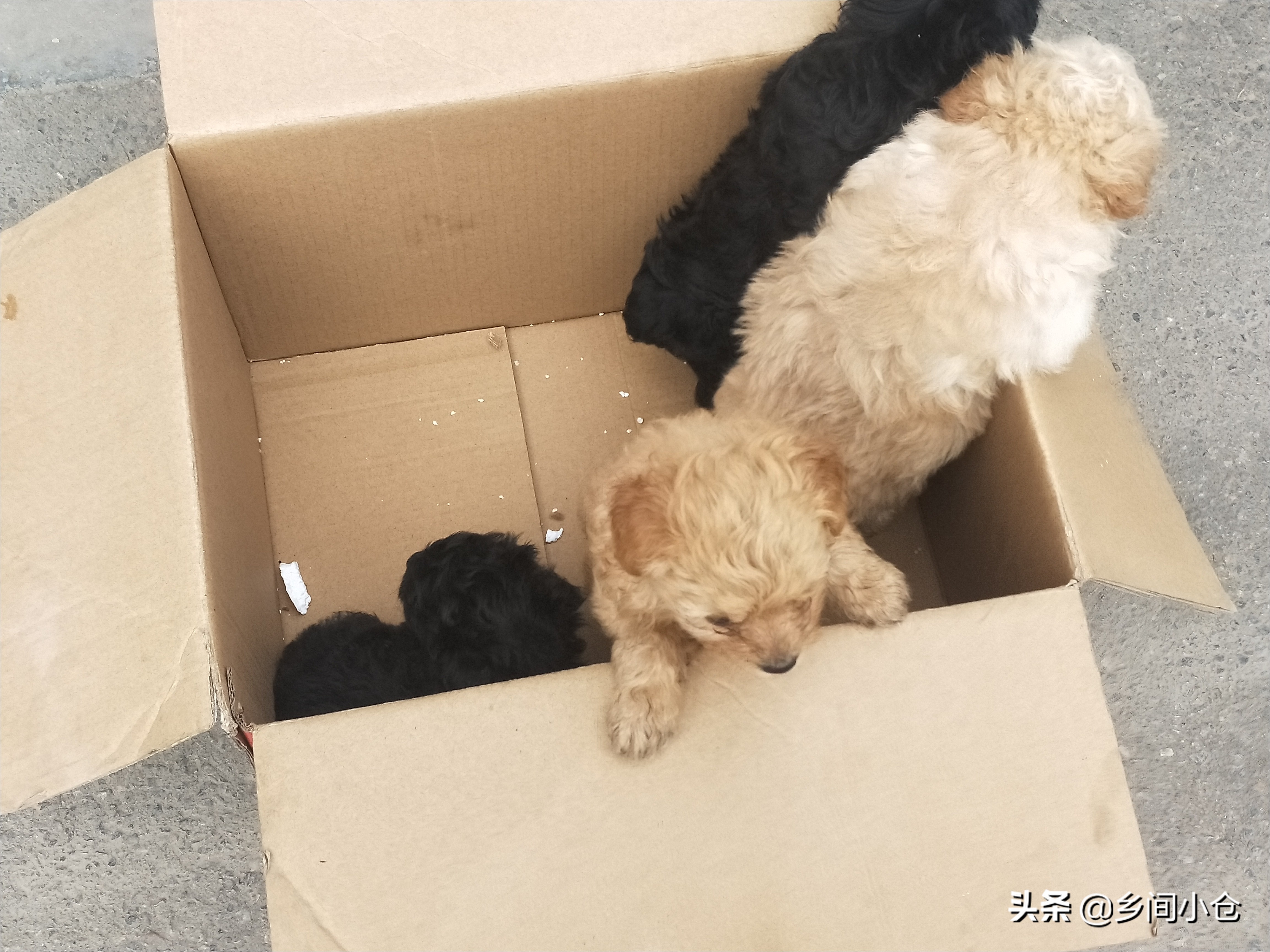 小妹子逛狗市遇到没见过的品种,大型狗市都有什么品种