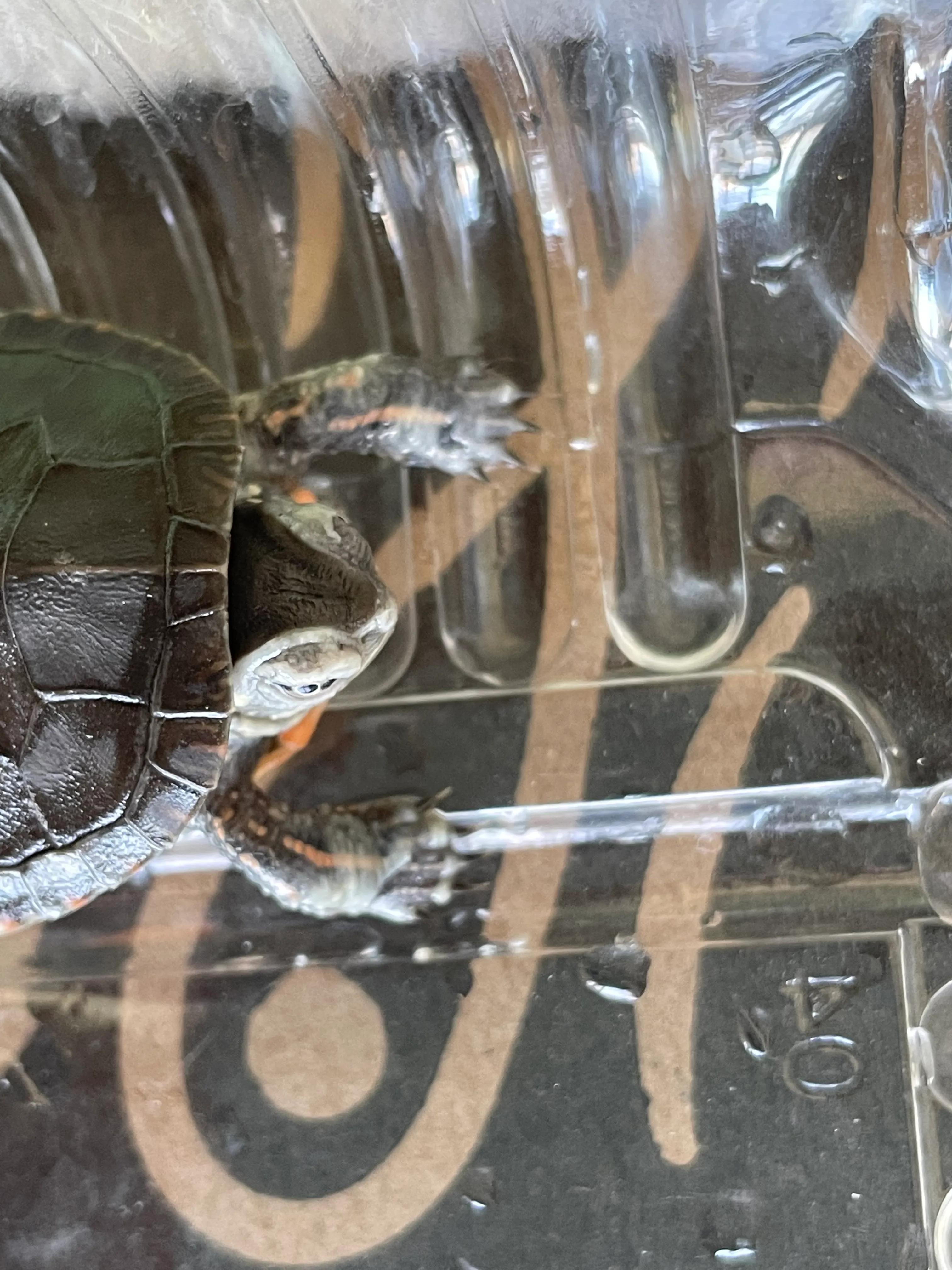 东锦龟底板腐甲怎么处理,西锦腐皮怎么处理