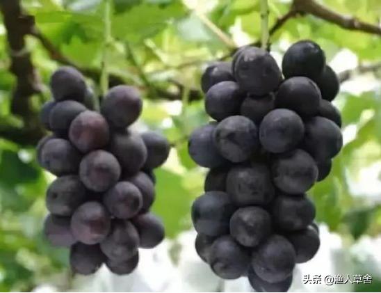 葡萄精细化管理,葡萄产业发展的问题及对策