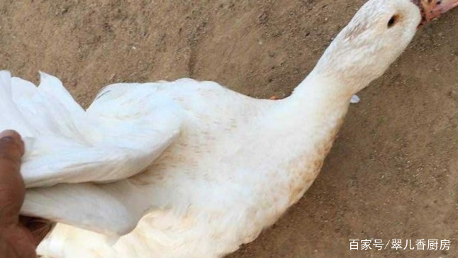 家养鸭子怎么处理粪便,农村鸭子怎么养吃什么