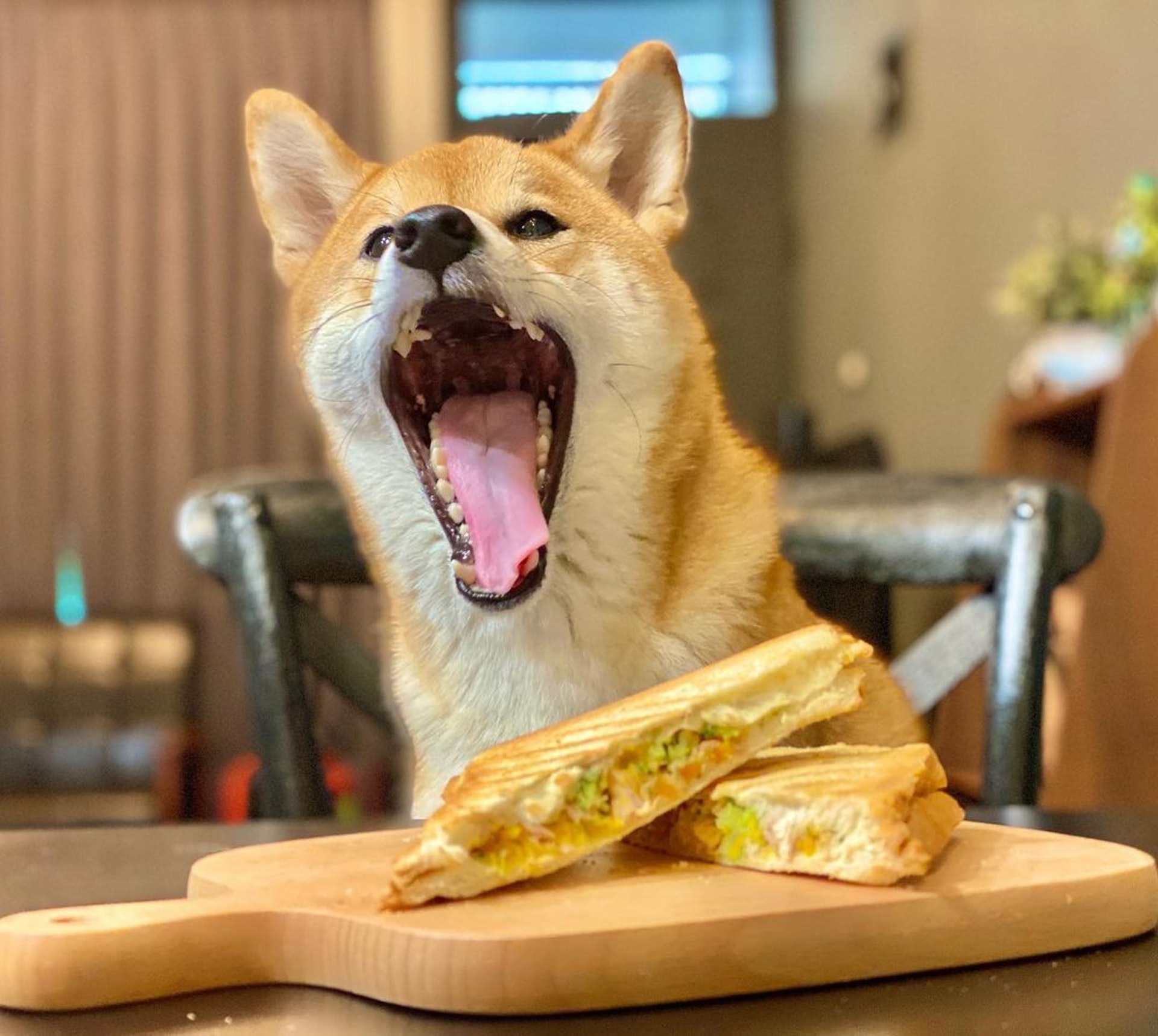 胆小柴犬遇神秘东西秒被吓跑　吓到脸歪、弹起反应笑翻网民