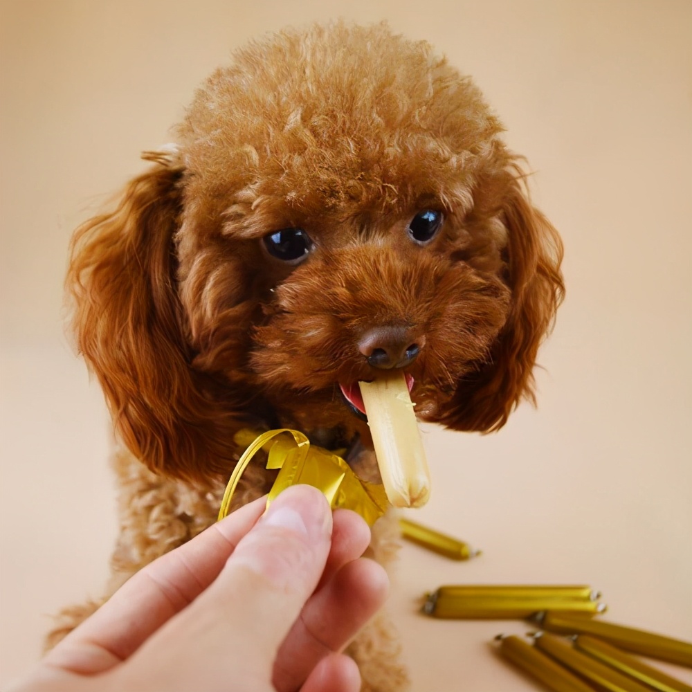 泰迪犯了错误怎么办,泰迪出现这几个行为是在守护你