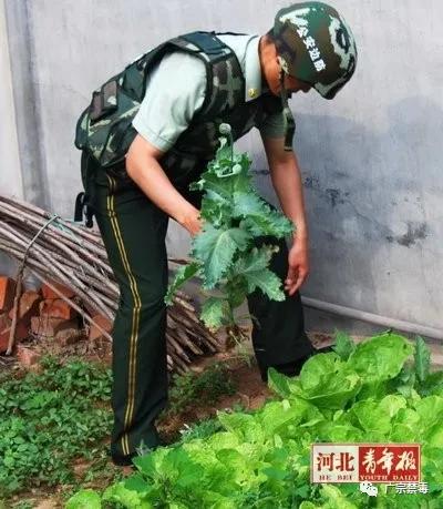 公安局禁种铲毒责任书,公安局禁种铲毒推进会