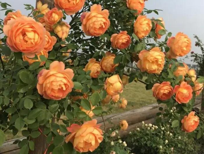 四种高颜值爬藤月季花,名贵十大爬藤月季超大花