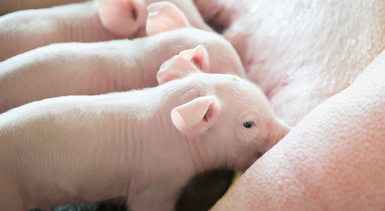 母猪便秘怎么治疗最有效,母猪产后便秘严重怎么快速排便