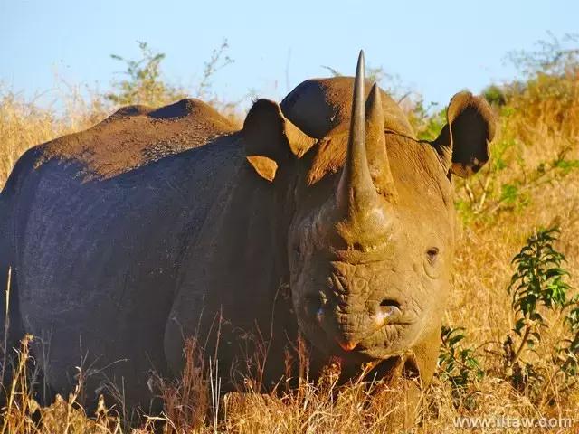 犀牛是否是牛科动物,动物大百科介绍之犀牛