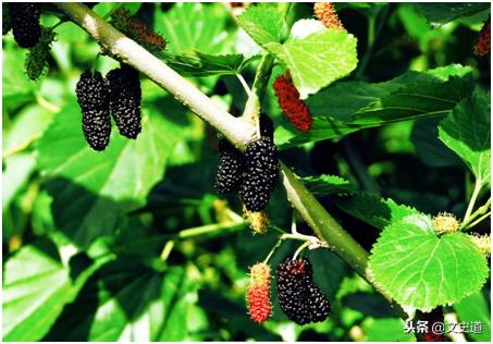 山水田园十首经典诗词,回乡开荒种地过田园生活的诗句