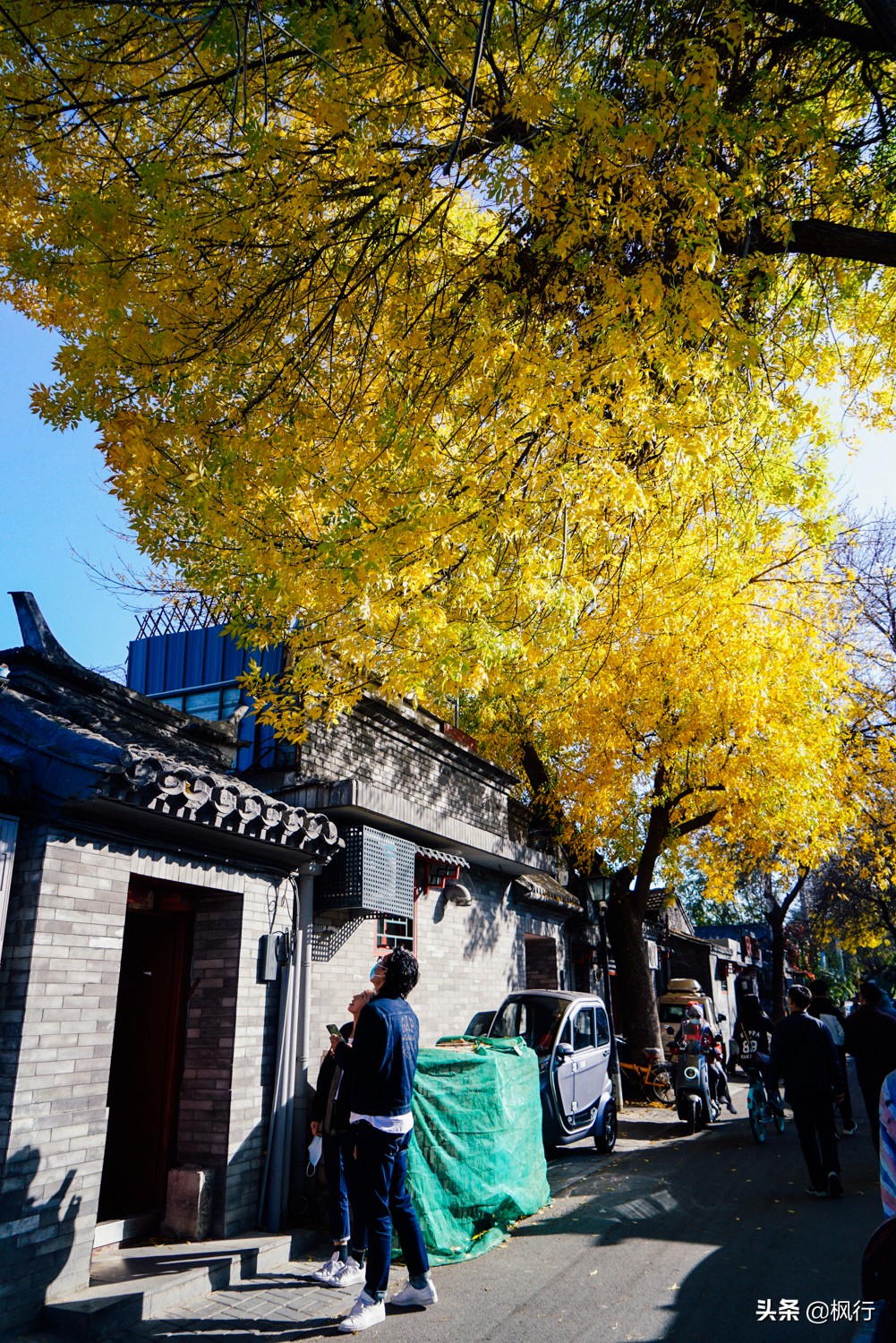 北京18个看银杏的好地方在哪,北京八大处看银杏攻略