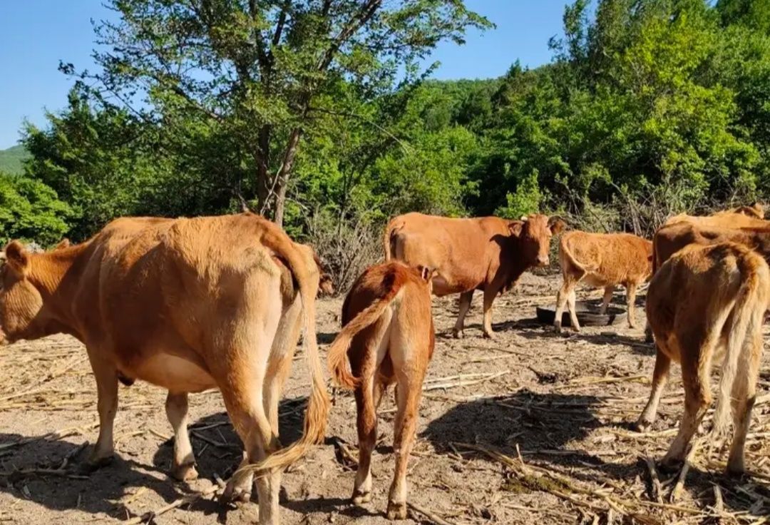 延边黄牛肉是中国五大名牛之首吗,中国有名的黄牛产地
