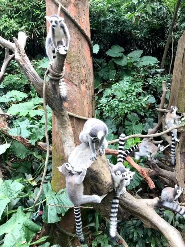 带娃广州长隆2天1夜旅游攻略,带娃自由行长隆旅游攻略