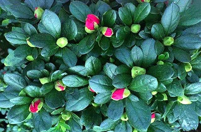 杜鹃花浇水的正确方法和注意事项,杜鹃花浇水方法及注意事项