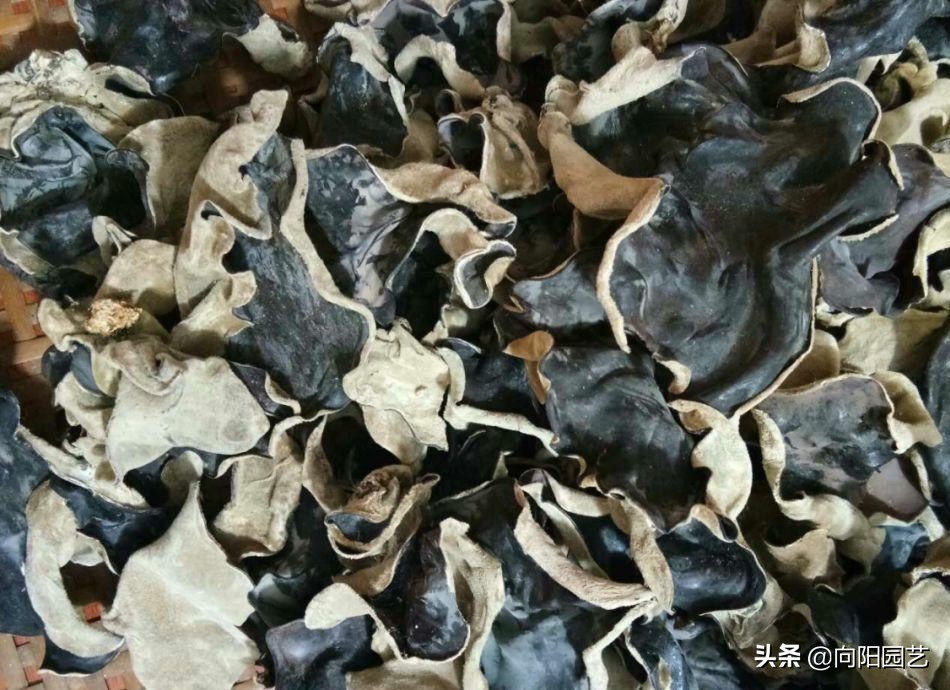 地上捡的木耳,黑木耳清肝明目