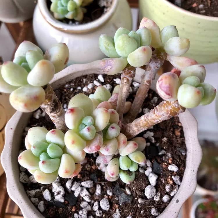 新手小白入坑多肉必看攻略,多肉新手入坑必备指南