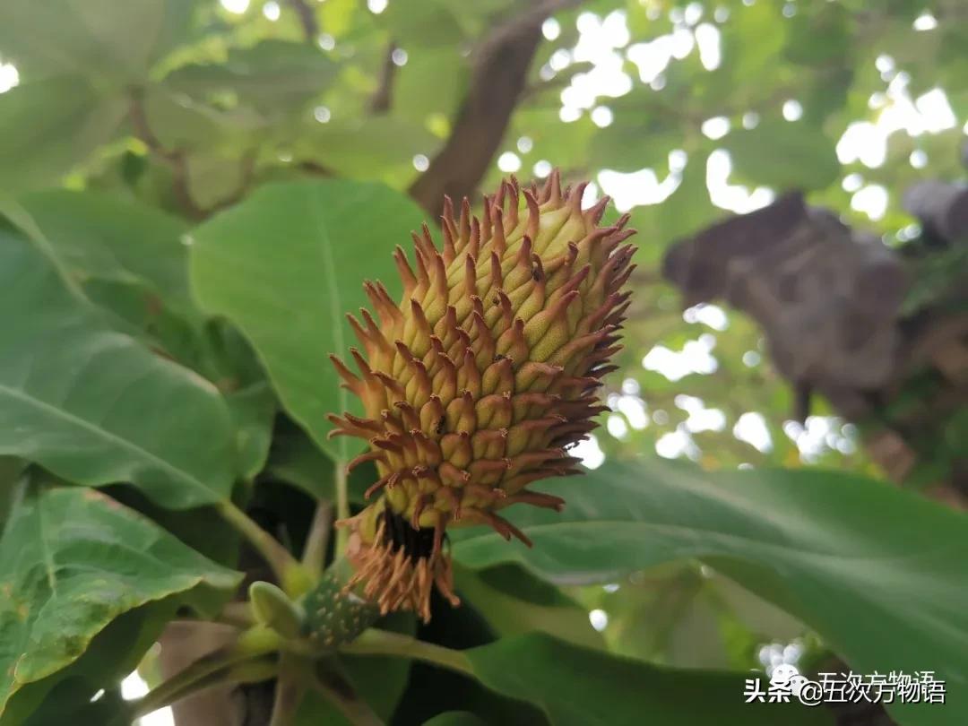 草莓上的小麻点是种子吗,草莓上的小麻点是什么呢