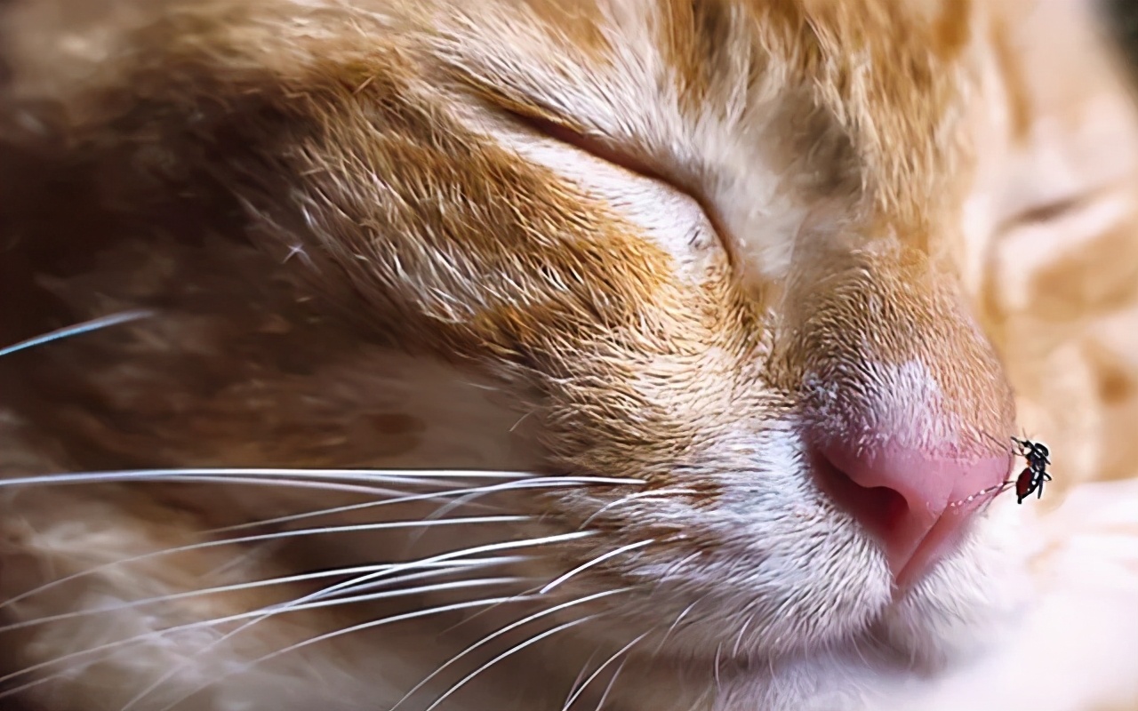 夏天蚊子多怎么给狗驱蚊,宠物用什么方法预防蚊子