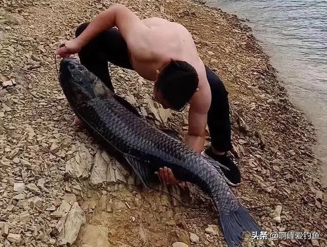 野钓用海竿钓巨物技巧,海竿中鱼率最高的野钓方法