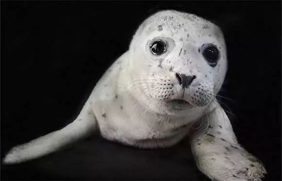 没有买卖就没有伤害的出处,没有买卖就没有伤害动物