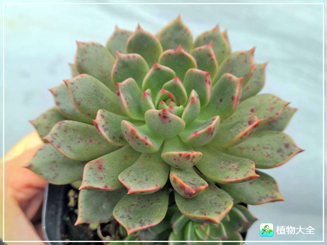 艾格尼亚多肉植物,多肉植物奥利维亚