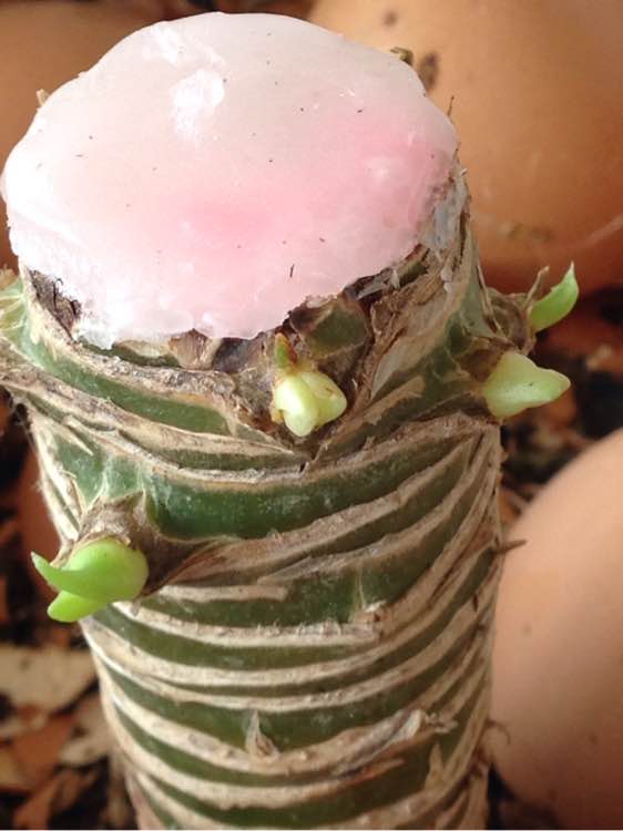 怎样能让龙血树多发杈,怎样让龙血树长侧枝