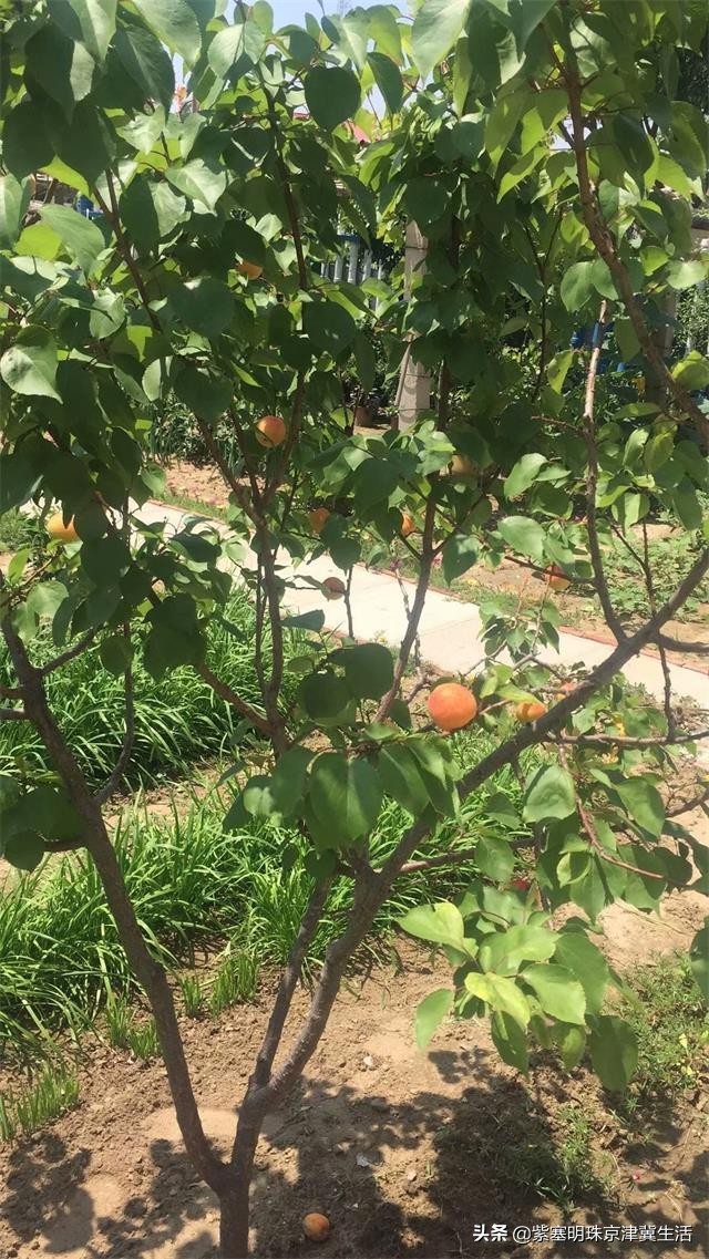 海边可以赶海吃住玩一体的农家院,秦皇岛黄金海岸牧海农家院