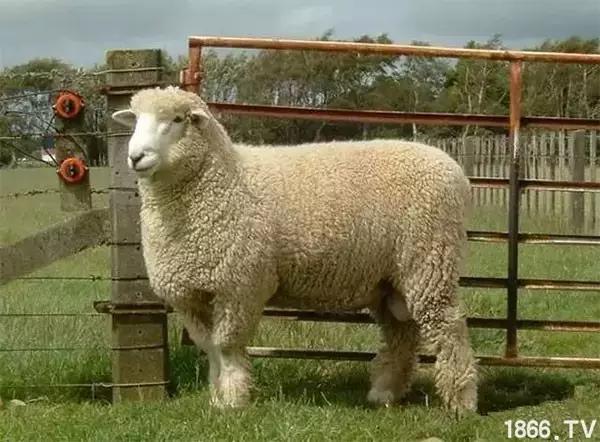 最厉害的10种羊,最好的种羊是什么品种呢
