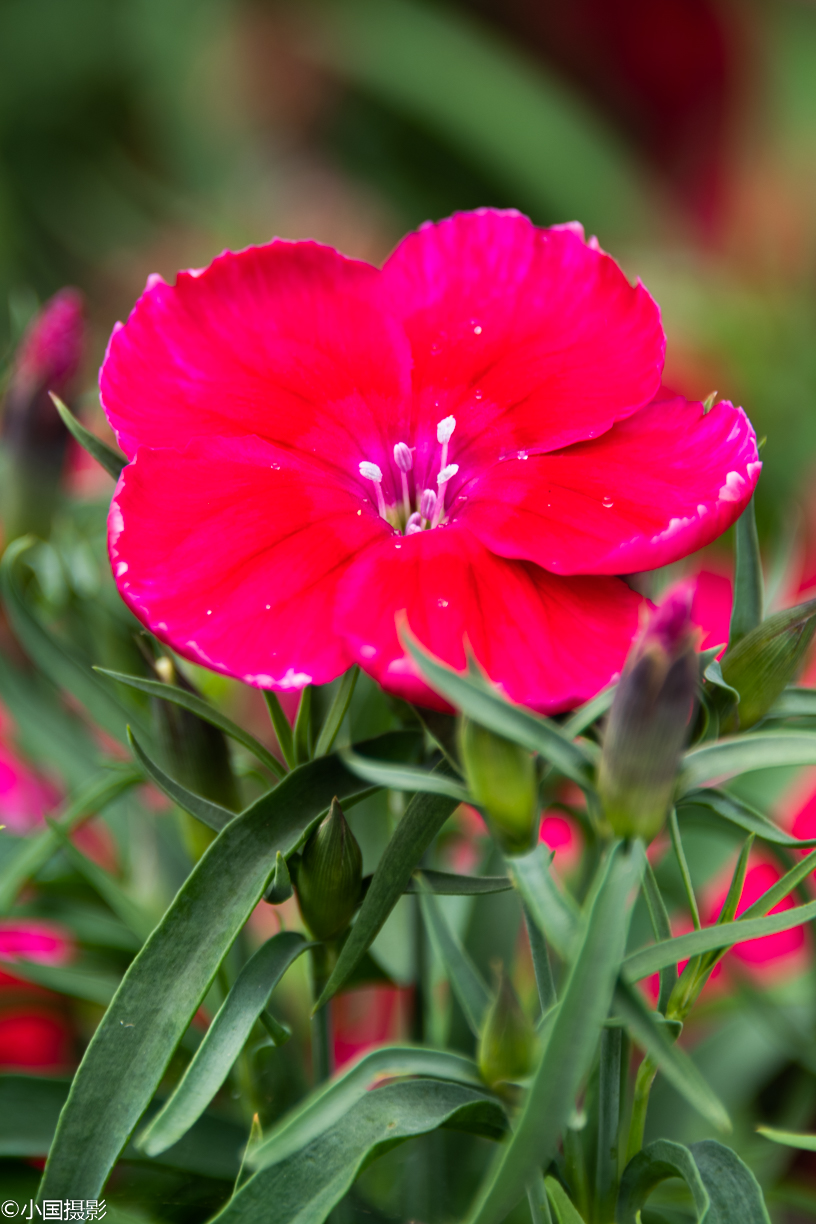 母亲节适合的花推荐,适合母亲节的好看的花