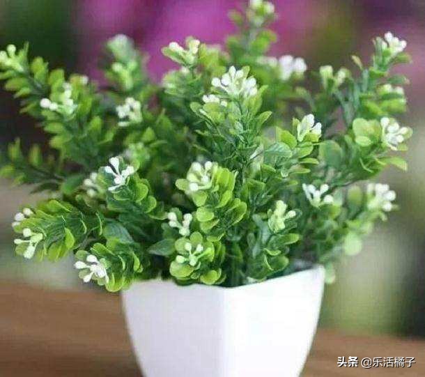 四季开花米兰盆栽,阳台如何盆栽米兰花