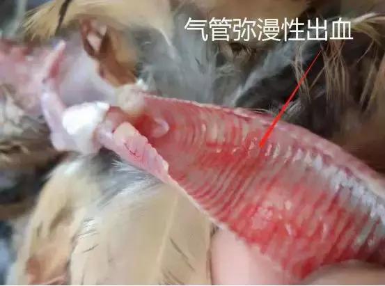 「爱鸡百科」禽流行性感冒危害这么大，如何有效预防？