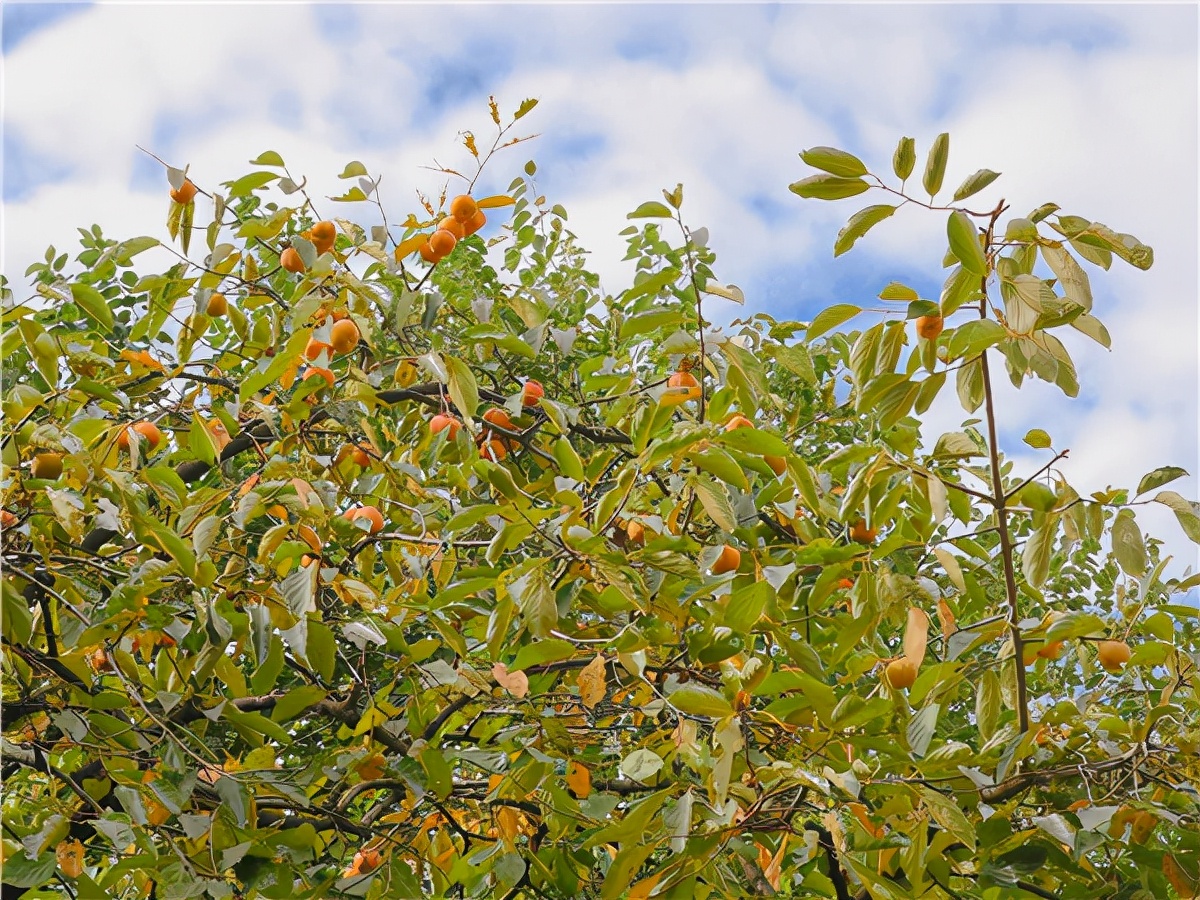 合肥市宿州路幼儿园:十月丰收秋味浓,香甜脆柿采摘忙