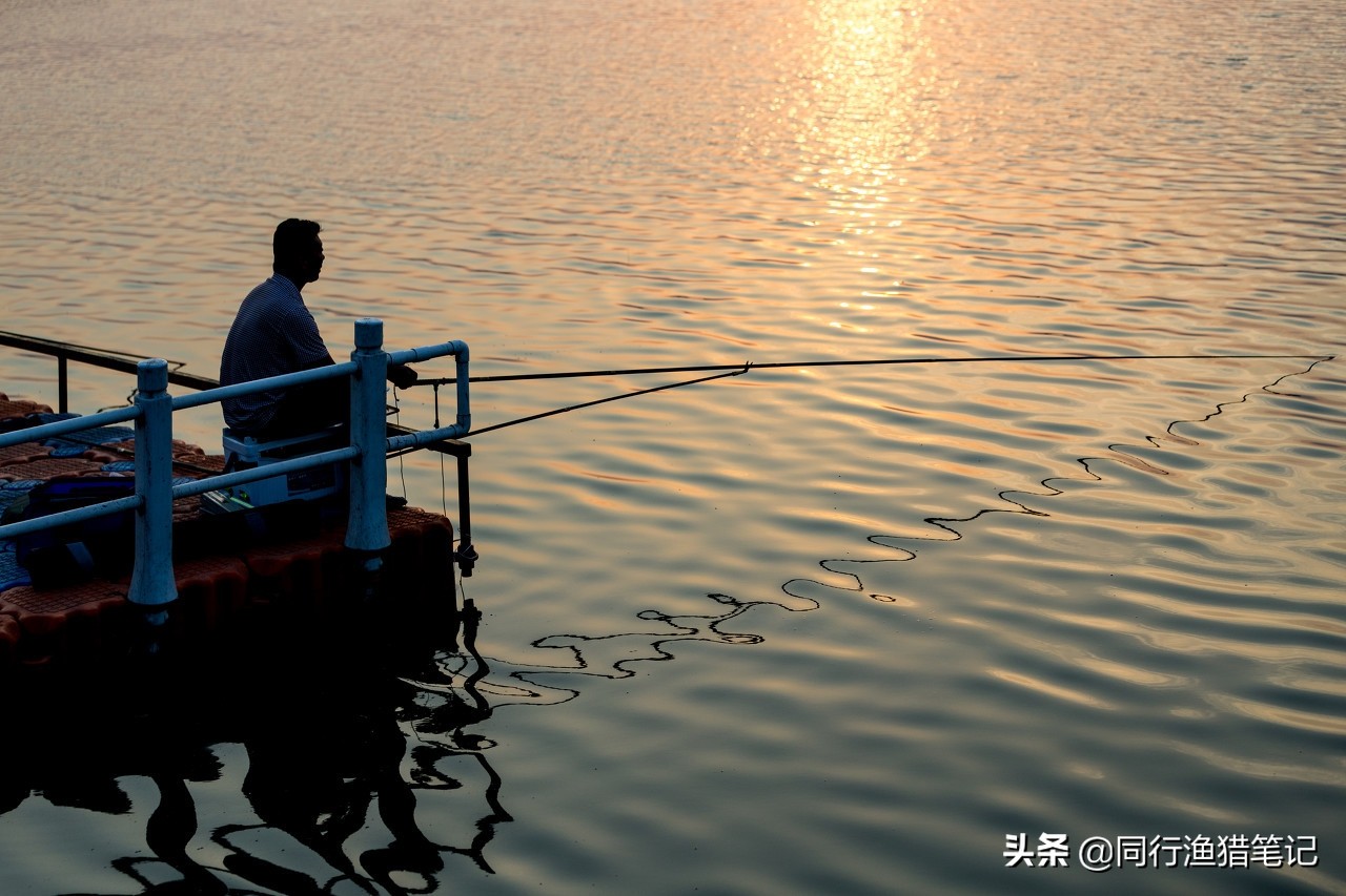 夜钓鲤鱼技巧，时间、饵料、调钓应变到位，迟早会上鱼
