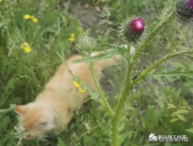 花间奔赴，猫有一个相思海