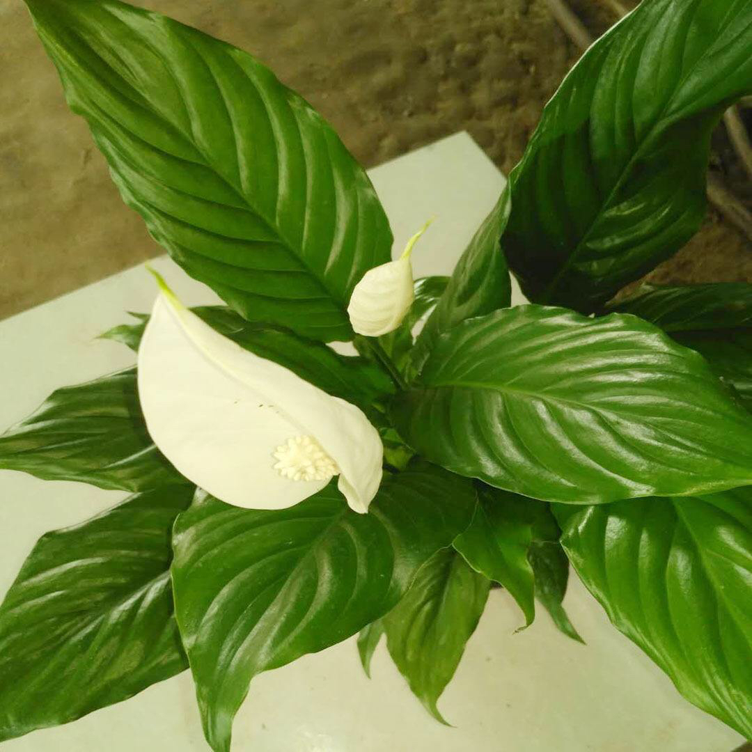 白掌叶面油绿,水培白掌叶子发黄不油绿