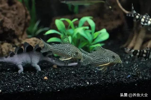 电视柜养鱼,电视柜旁边养鱼好不好