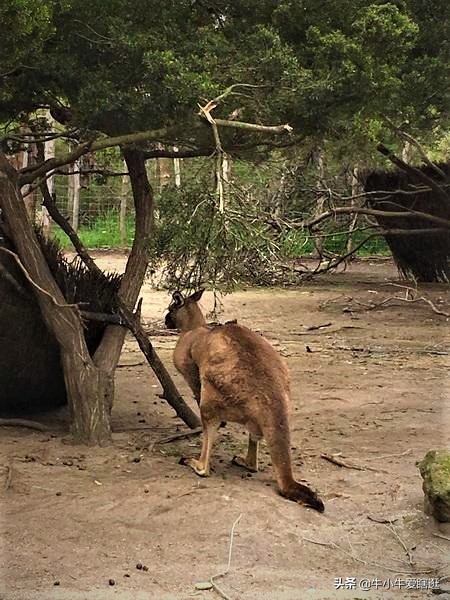 悉尼7日游自由行攻略,澳洲阿德莱德旅游攻略
