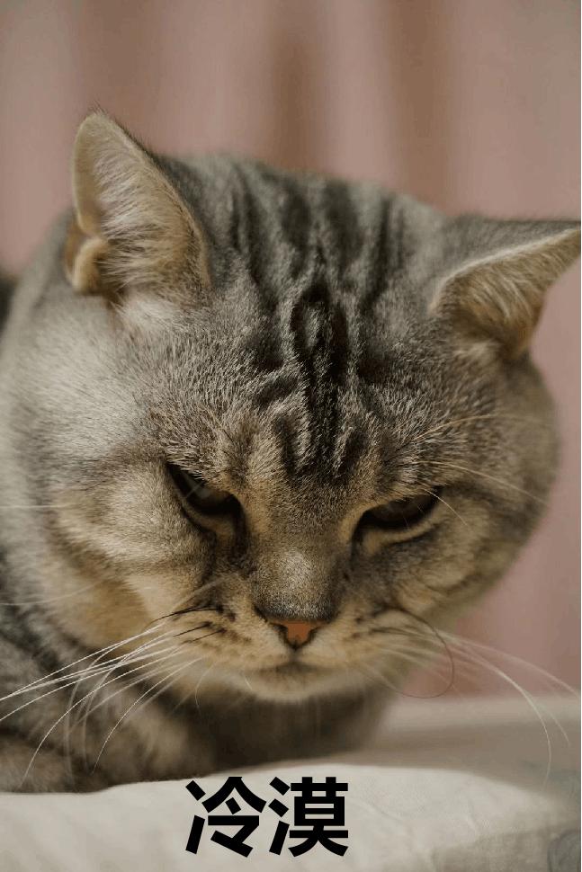 喵百科|舔屁屁是件严肃的事，不要再问我们会不会舔到shi