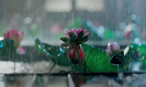 和鸡拜堂成亲的小说,跟鸡成亲的电视剧