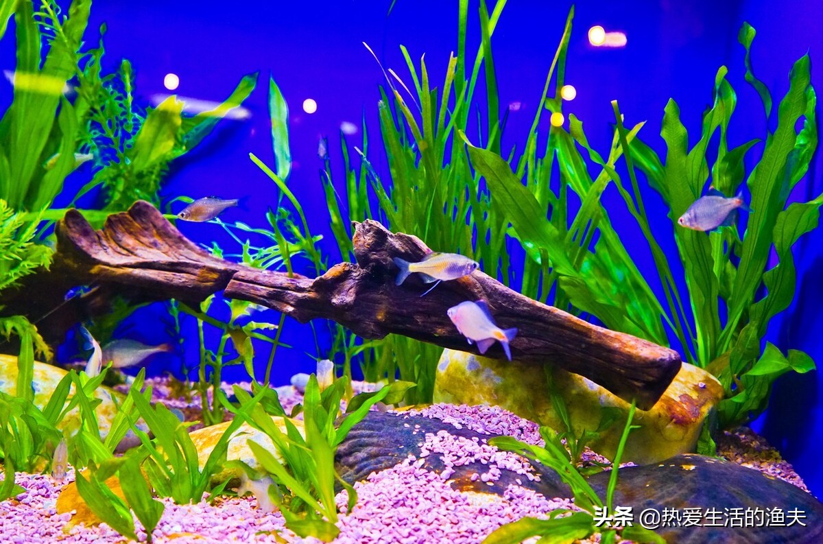 鱼缸上滤滴流盒三层滤材搭配,鱼缸底滤滴流系统图解