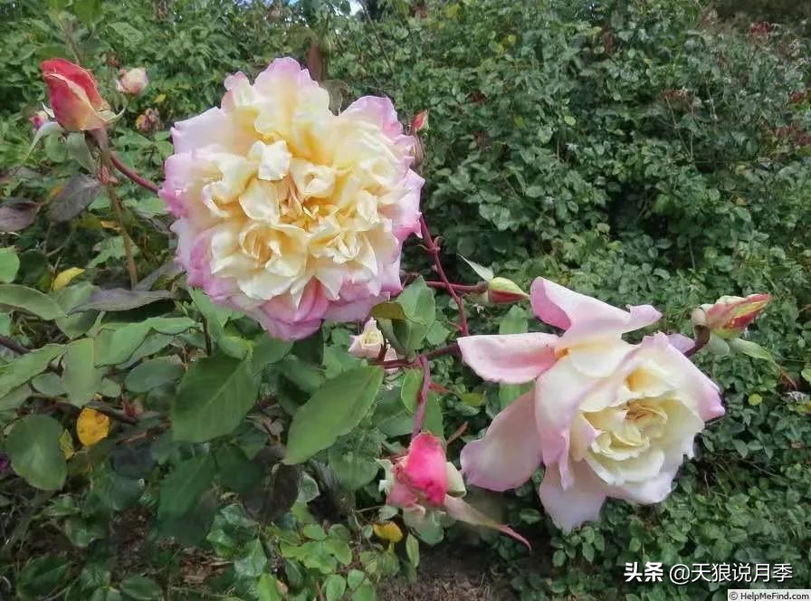 怦然心动月季,怦然心动月季秋季什么样