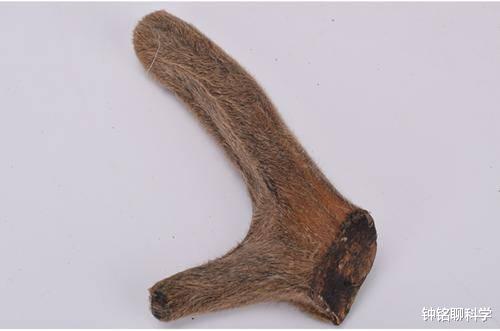 鹿茸养生小知识,鹿茸基本常识介绍