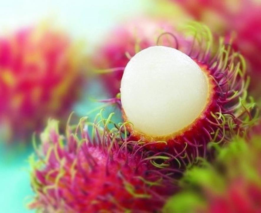 百种水果,100种果子大全