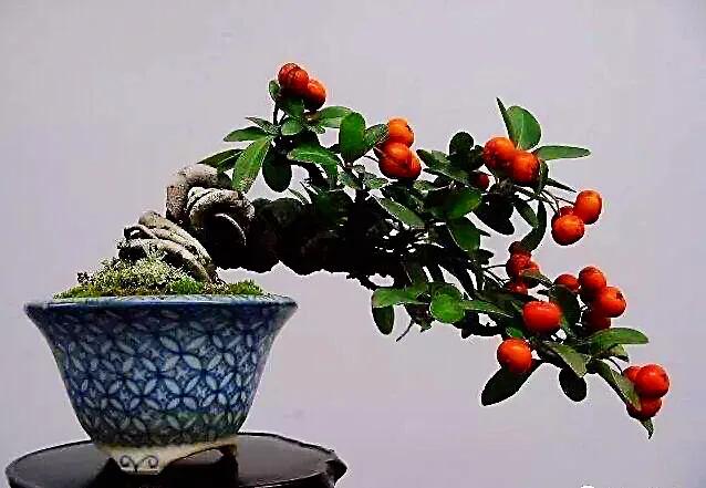 火棘树挂满果图,火棘花开